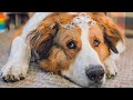 A DOG’S JOURNEY All Movie Clips + Trailer (2019)