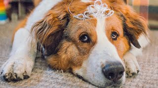 A DOG’S JOURNEY All Movie Clips + Trailer (2019) A DOG’S JOURNEY All Movie Clips + Trailer (2019)