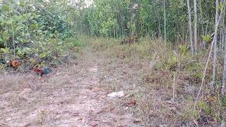 Download Lagu pikat aym hutan terbaru.ank muda mohawk kill ke 3.baru nk kluar gMe.jumpa ah gila.biseee MP3