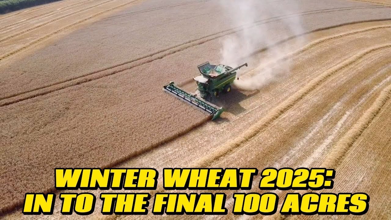 ALMOST THERE WITH THE WHEAT! SALE PREP AND A HIGH SPEED BIRD CHASE.