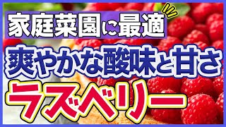 【ラズベリー】オススメ品種、グレンアンプルの紹介と育て方。お庭やベランダ栽培に最適