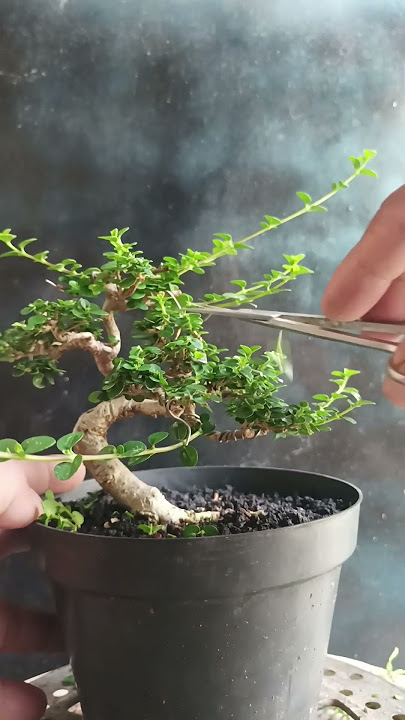 BELAJAR PRUNING BAHAN BONSAI SANCANG SHITO MAME SMALL, CARA CEPAT MENGECILKAN DAUN PADA BAHAN BONSAI