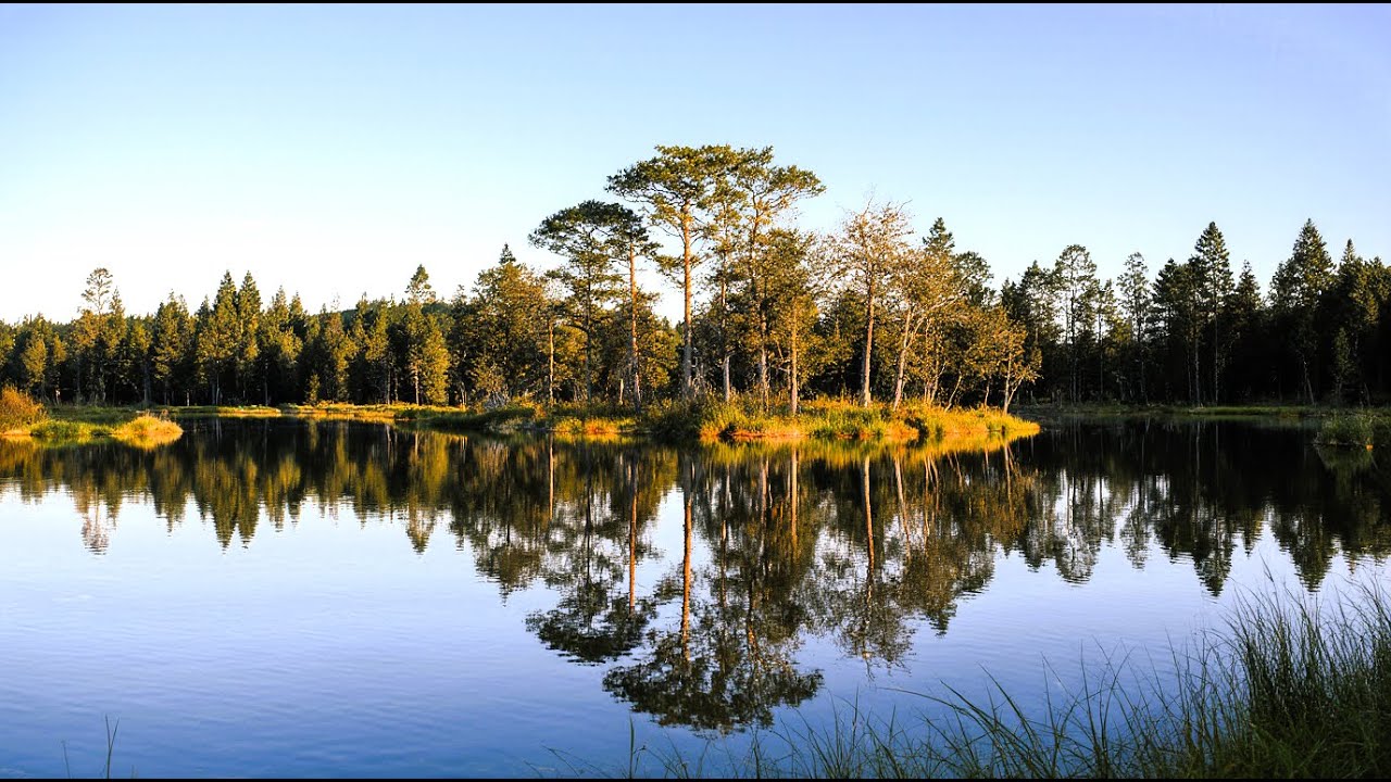 Forest Lake Bird Sounds for Deep Sleep & Relaxation