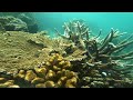From breakwater to "biobank" beneath Sri Lanka's Hambantota Port