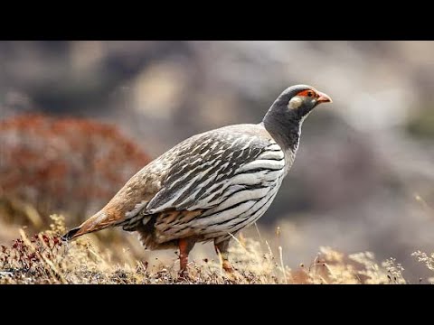 Tibetan snowcock (Tetraogallus tibetanus) 
