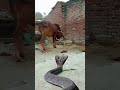 har har sivshankar #har_har_mahadev #shortsfeed #shorts