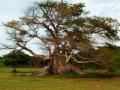 Cultura Profetica - Arboles de Puerto Rico