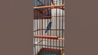 pancingan tledekan gunung/cacing awi, langsung nyaut..