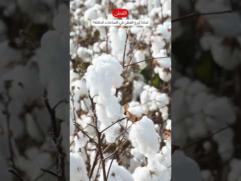 لماذا ي زرع القطن في الأجواء الحارة