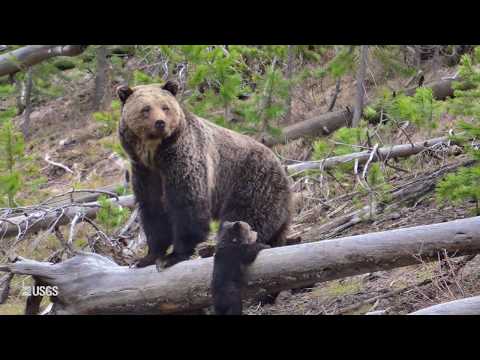 Vidéo: Parcs aquatiques intérieurs de l'Idaho : Silver Rapids à Silver Mountain Resort