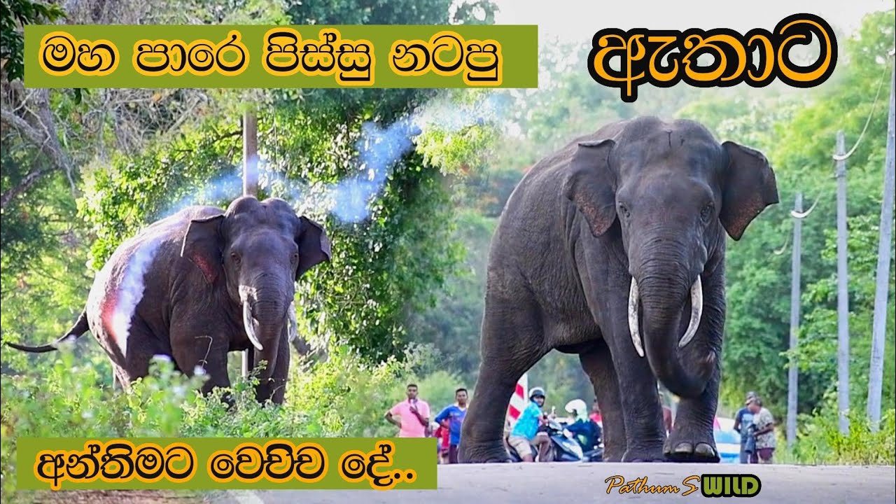 මහ පාරෙ පිස්සු නටපු ඇතාට අන්තිමට වෙච්ච දේ..| How to Chased Away the Elephant who Blocked the Road