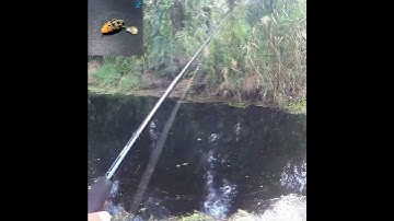 Câu cá lóc rừng U Minh Hạ P.17 | Cá lóc U Minh Hạ cứ thích táp doạ hụt mồi #cauca #shots #uminhha