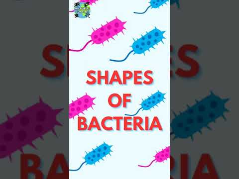 Video: Care bacterii au formă de spirală?