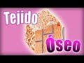 TEJIDO ÓSEO 🔬: células (osteoblastos y osteoclastos), formación y reparación | Histología