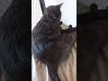 Baño de tierra #viralvideo #gatos #shortsvideo #catshorts
