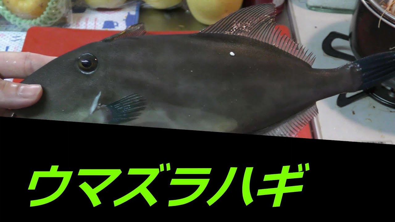 馬面 ウマズラハギを食べる 料理 素人 上手にできるまでやる Youtube