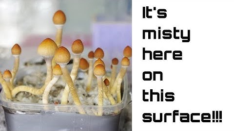 DAY 1 - Ideal fruiting conditions for the BEST MUSHROOM GROWTH #mycology