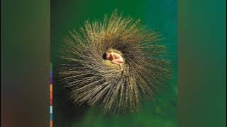 PETER GABRIEL - Ovo, The Millenium Dome Show (Full album) - 2000