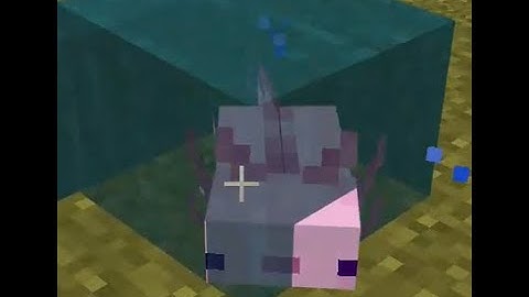 Minecraft Axolotl Infinite Water