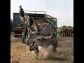 TRILOGY OF LIFE - Prehistoric Park - "Triceratops"