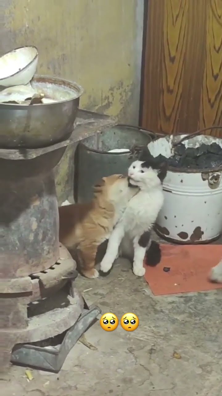 Kittyo like this is enough now sir