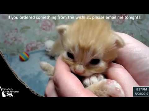dream-mama-&-4-dreampuffs---weigh-in-and-kitten-close-ups-5/26/2019