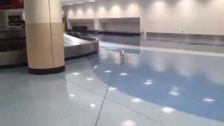 Reindeer Chihuahua Lands at LAX Airport