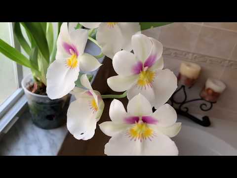 Video: Pansy orhidee kasvatamine – Miltonia orhidee taime kasvatamine