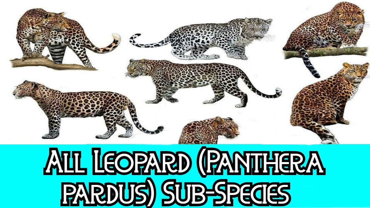 Types Of Leopards