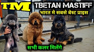 Tibetan mastiff ultimate price Range | TM Tibetan mastiff Puppies for sale | धमाका होने वाला है
