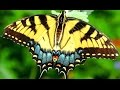 Butterfly as a Totem: Personality Characteristics and Life-Path Challenges