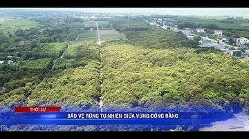 BẢO VỆ RỪNG TỰ NHIÊN GIỮA VÙNG ĐỒNG BẰNG | Truyền Hình Quảng Trị