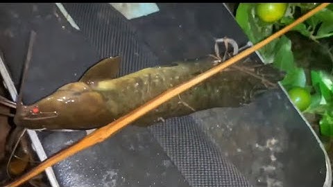 Điểm mới cá mới cá rô và trê vàng Đổ Ngọc Hồ