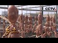 《乡土》 20180115 小吃里面有门道 | CCTV农业