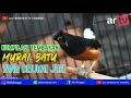 Kompilasi Suara Tembakan Murai Batu Yang Disukai Juri Mp3 - Mp4 Download