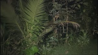 Misteri sarang wewe gombel