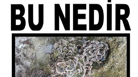 ZEHİRLİ MANTAR ?..POISONOUS MUSHROOM