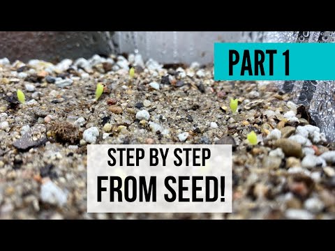 Video: Succulent Seeds: What Do Seeds Look Like And How To Plant Them? Rules For Growing Succulents From Seeds