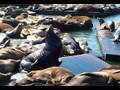 San franciscos sea lions at pier 39 in