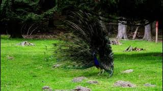 peacock attracts partner