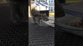 Puerile Peanut Pilferer Perplexed By Plastic