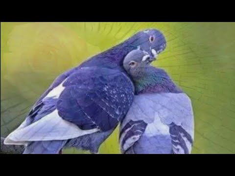 ليت الفراق وليت الحب ماخلقا