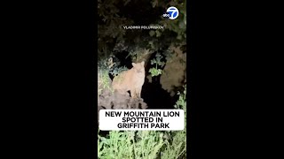 New mountain lion caught on video in Griffith Park sparks excitement