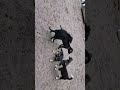 Белочка ждёт новую семью...
