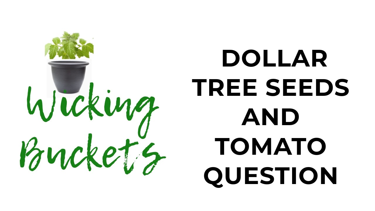 DOLLAR TREE SEEDS AND TOMATO QUESTION