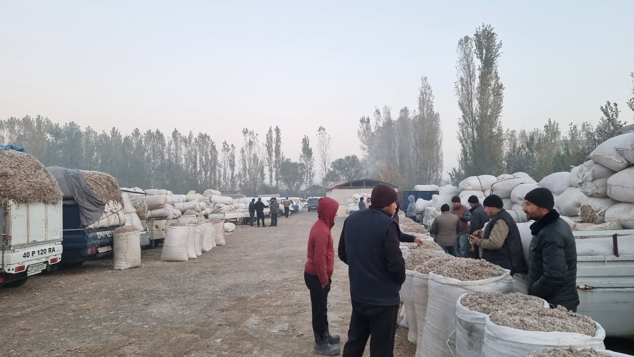 Farĝona viloyati Qoʻshtepa Qumtepa chorva bozori shulhalar narxi 👍👍👍👍👍