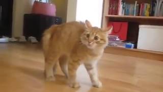 Кот ходит боком Cat walks sideways