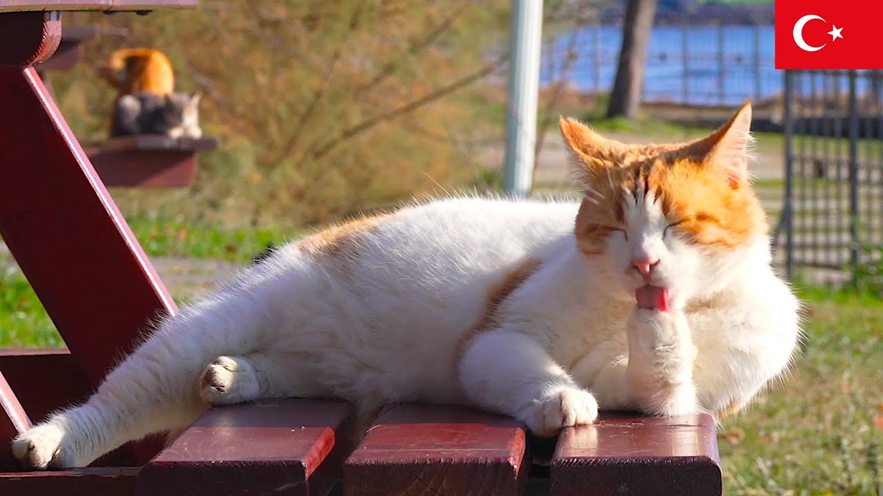 猫の天国ここにあり。イスタンブール猫動画【4K】