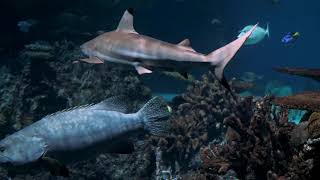 大自然之神奇的海底世界海洋生物五顏六色的魚類美麗的海洋物種海洋动物、海洋植物