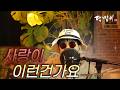 달맞이 cover - 사랑이 이런건가요(설운도) Cover by Dalmaji #달맞이 #트로트 #설운도 #사랑 #사랑이이런건가요